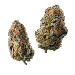 Marijuana Flowers
