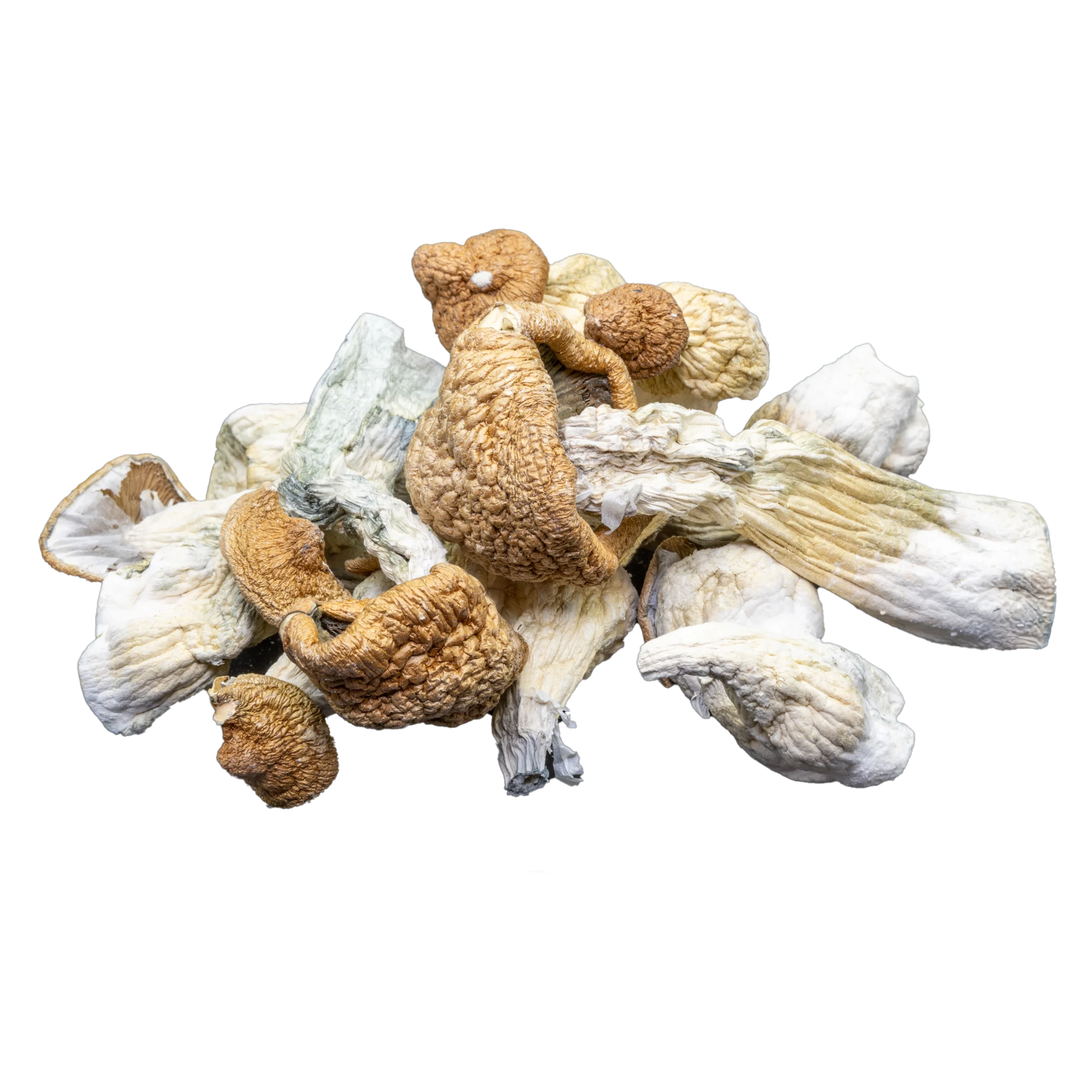 Magic Mushrooms