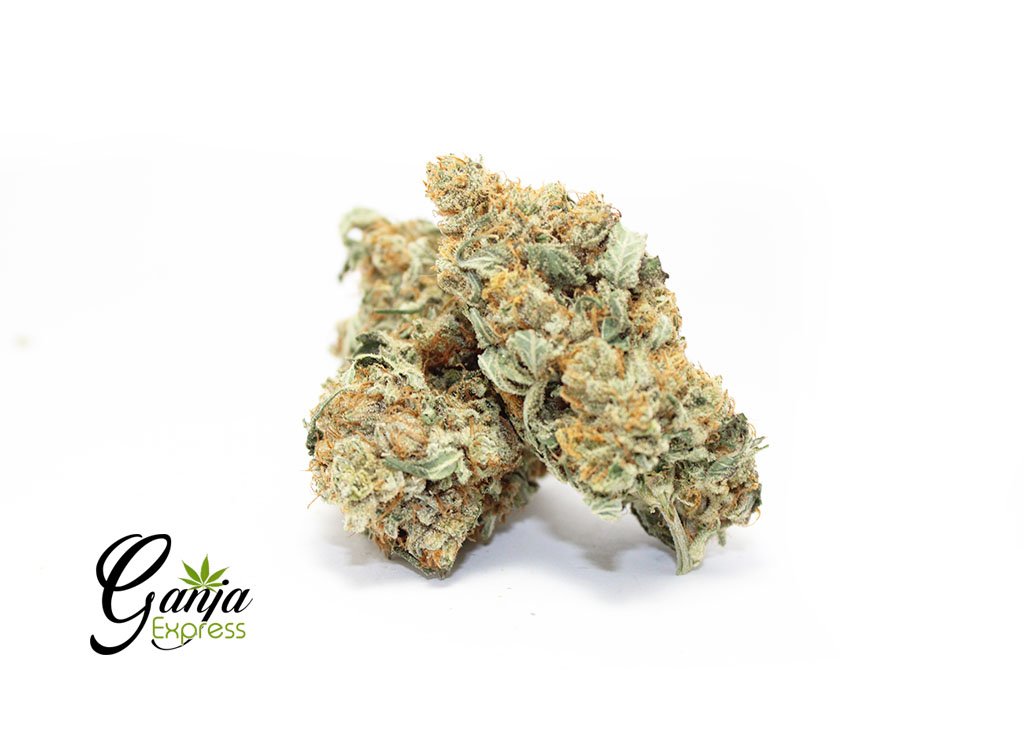 2020 Indica Special (Bulk)