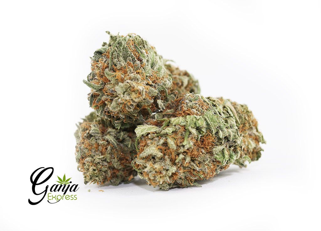 White King Kush