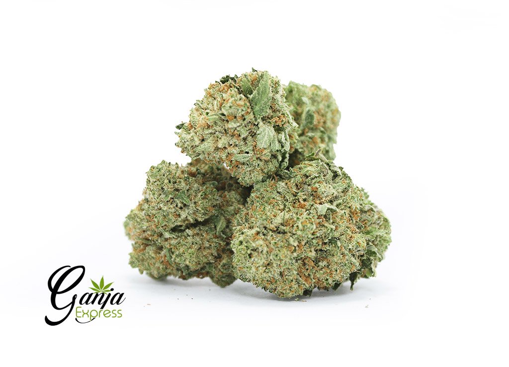 Albino Kush