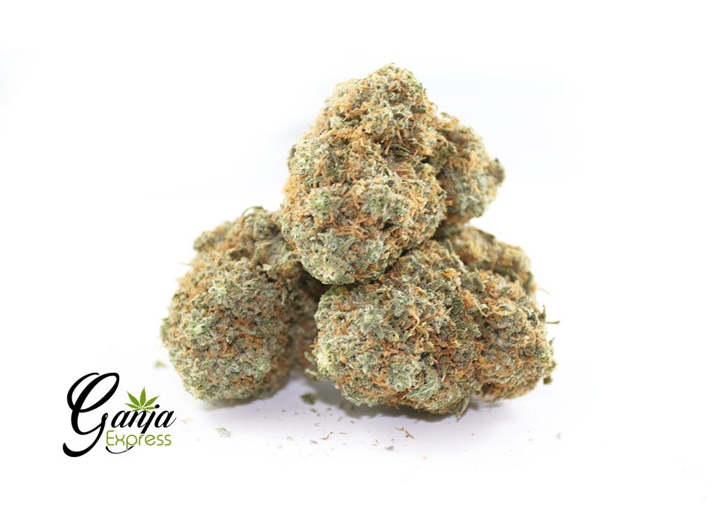 Bunny Master OG