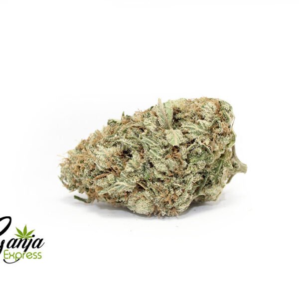 House Great White Shark (Bulk)