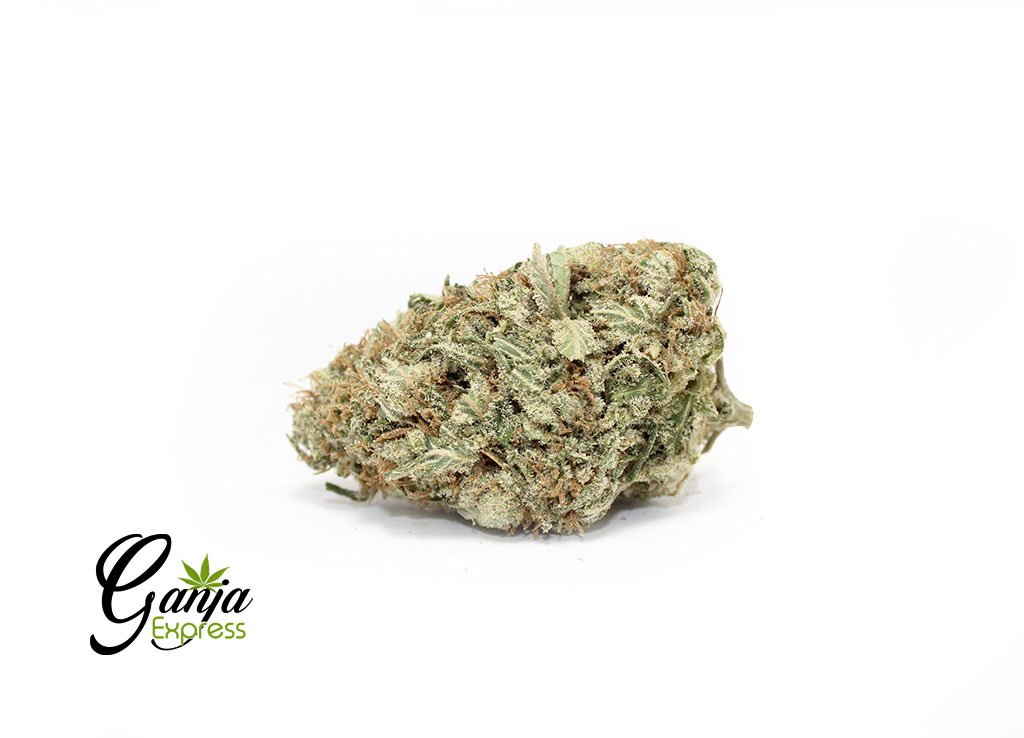 House Great White Shark (Bulk)