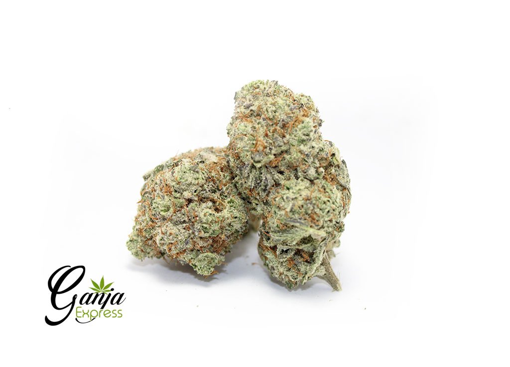 Tora Bora (Bulk)